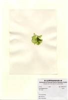 藏品(牡丹菜)的圖片